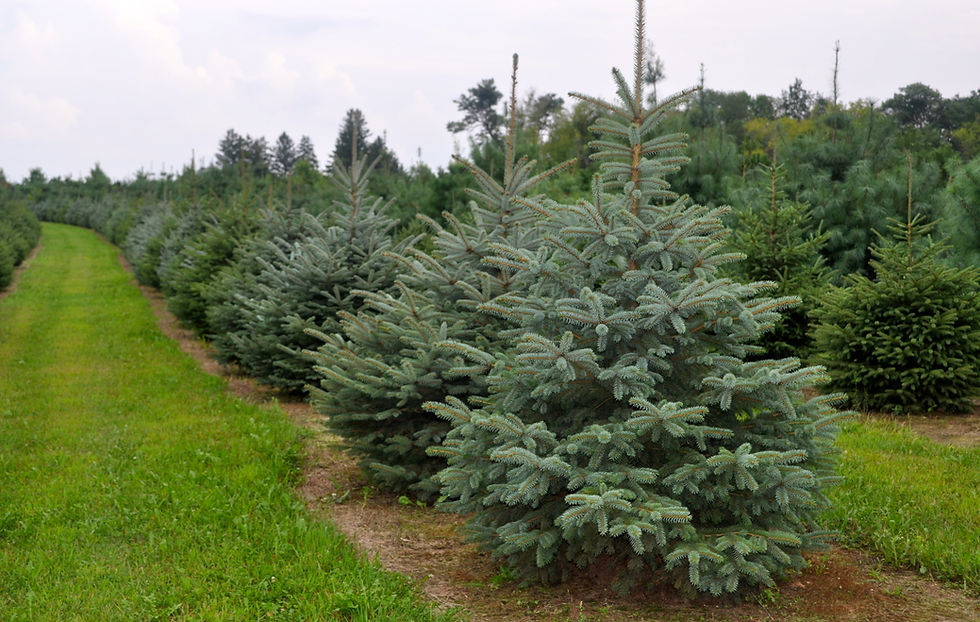DASA tree nursery colorado spruce