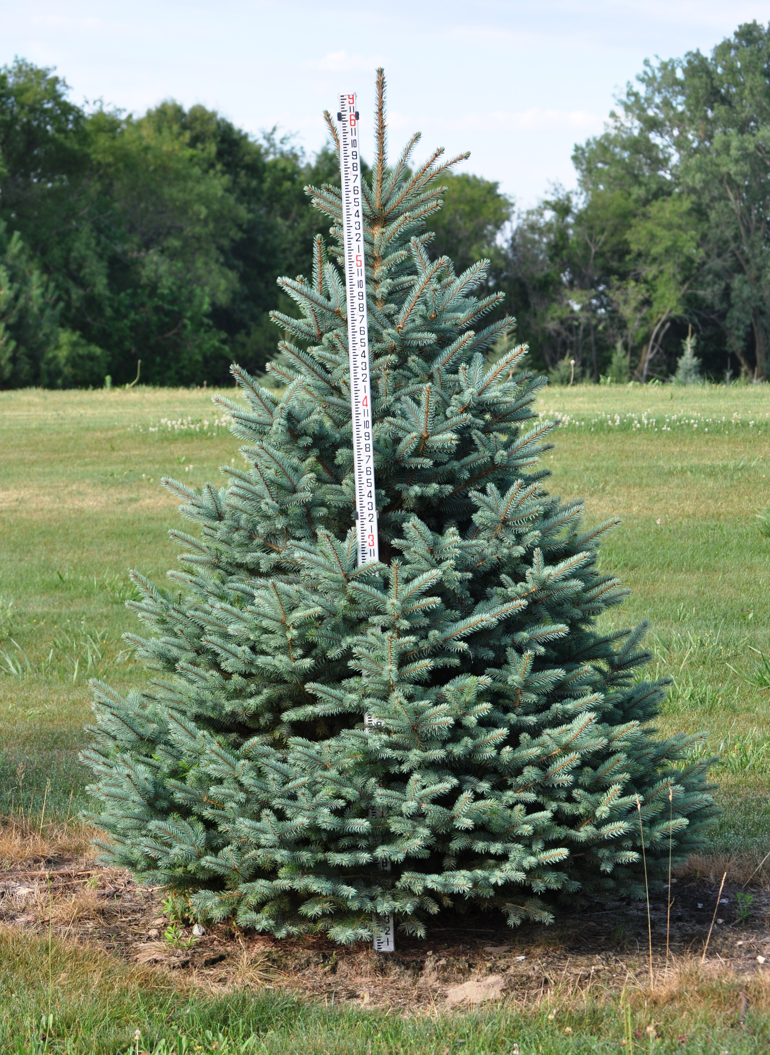 DASA Nursery Cannon Falls, Minnesota Evergreen Tree Photo Gallery