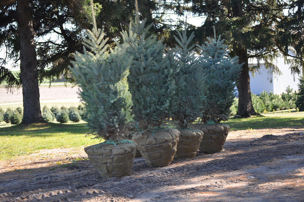 DASA Nursery B&B Trees