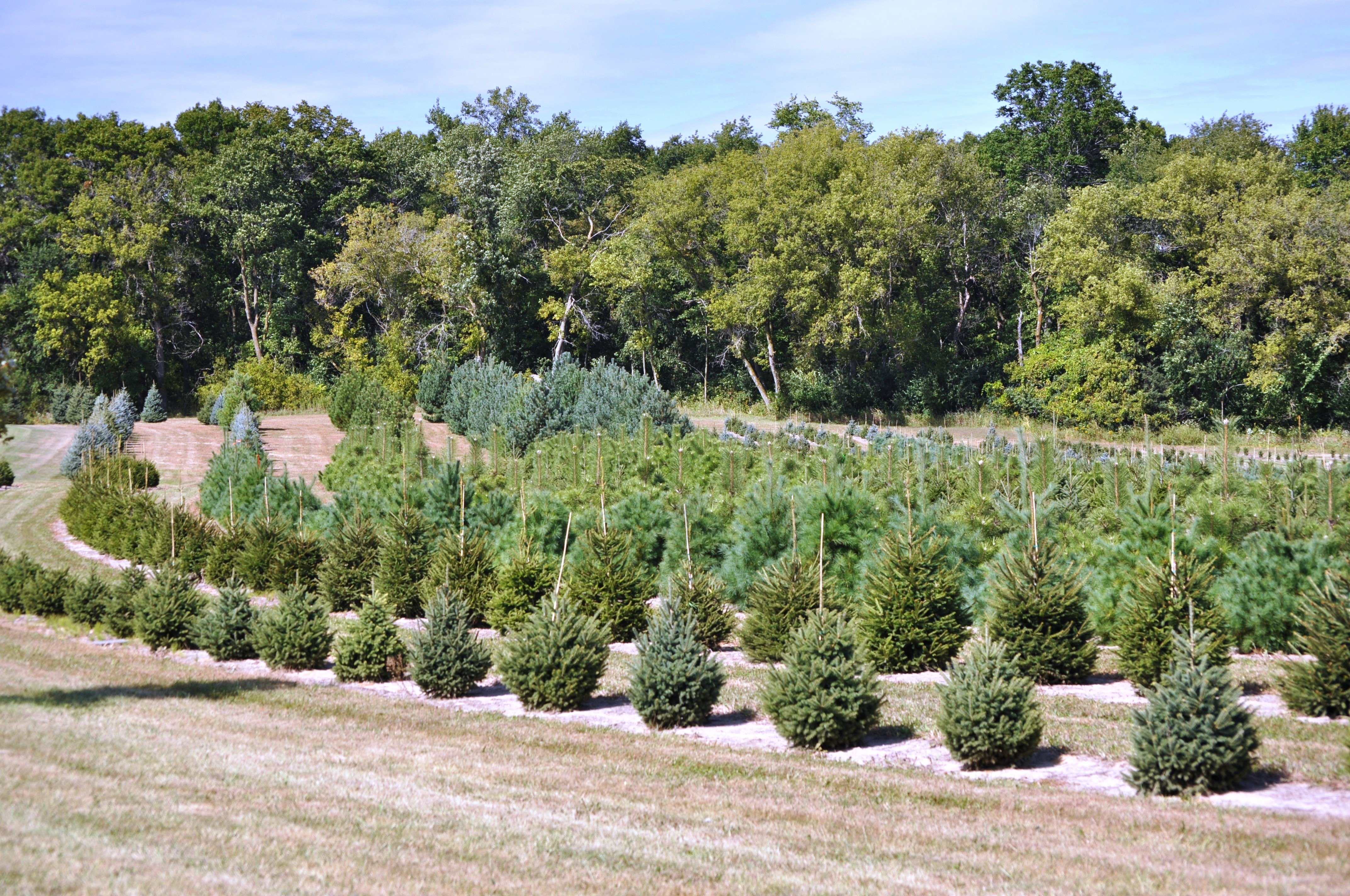 DASA Nursery Cannon Falls, Minnesota Evergreen Tree Photo Gallery