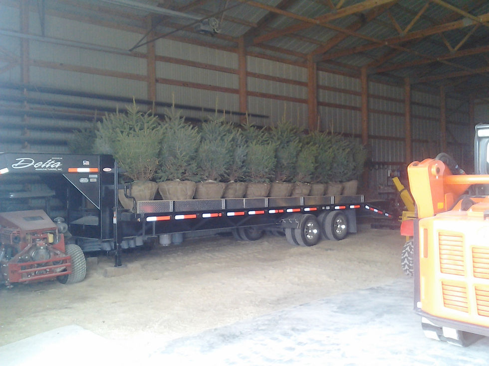 B&B evergreen trees for delivery