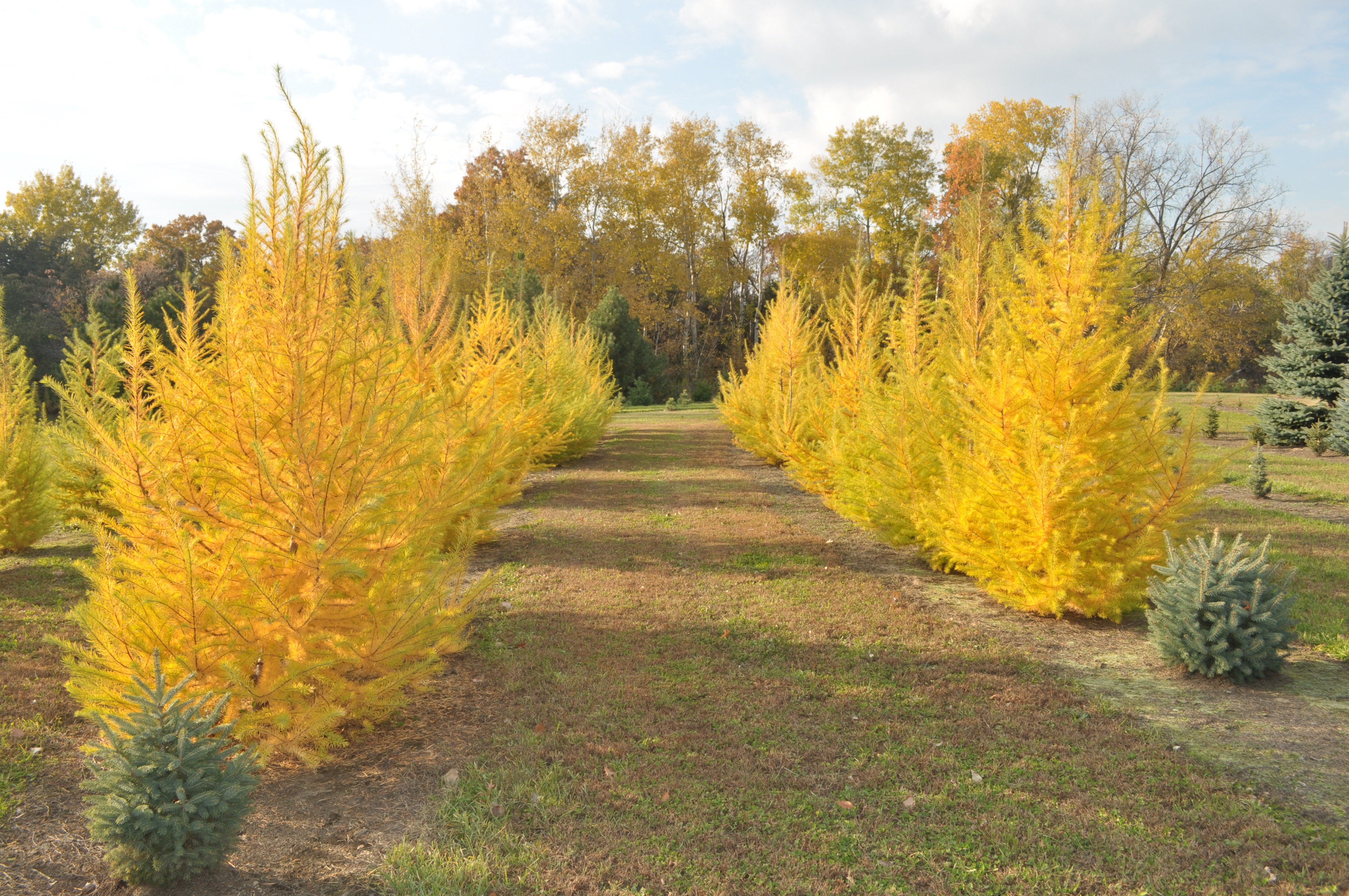 DASA Nursery Cannon Falls, Minnesota Evergreen Tree Photo Gallery