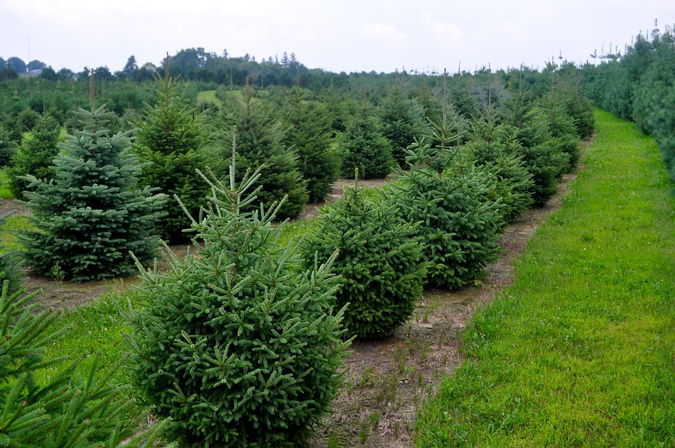 DASA tree nursery black hills spruce