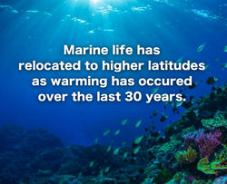 Marine life migration