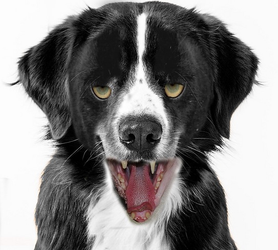 DOGFACE-Chase-024AFP.png