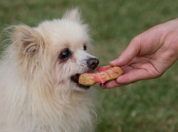 White Pomeranian dog treats