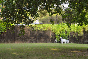 White sheep graze in grassy field