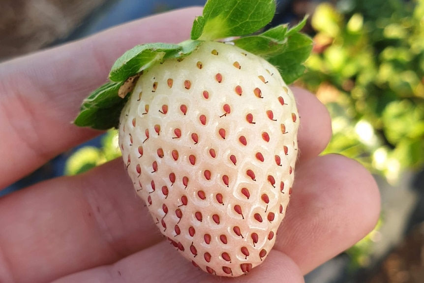 White strawberry