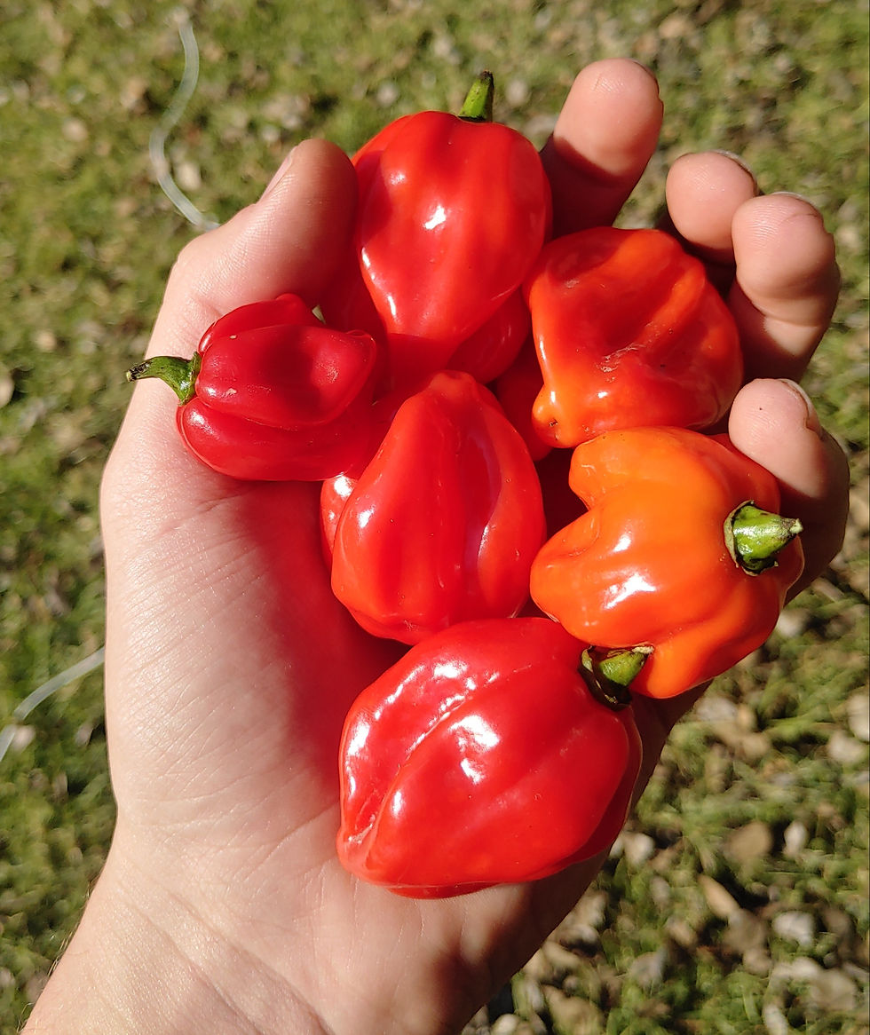Red Habanero