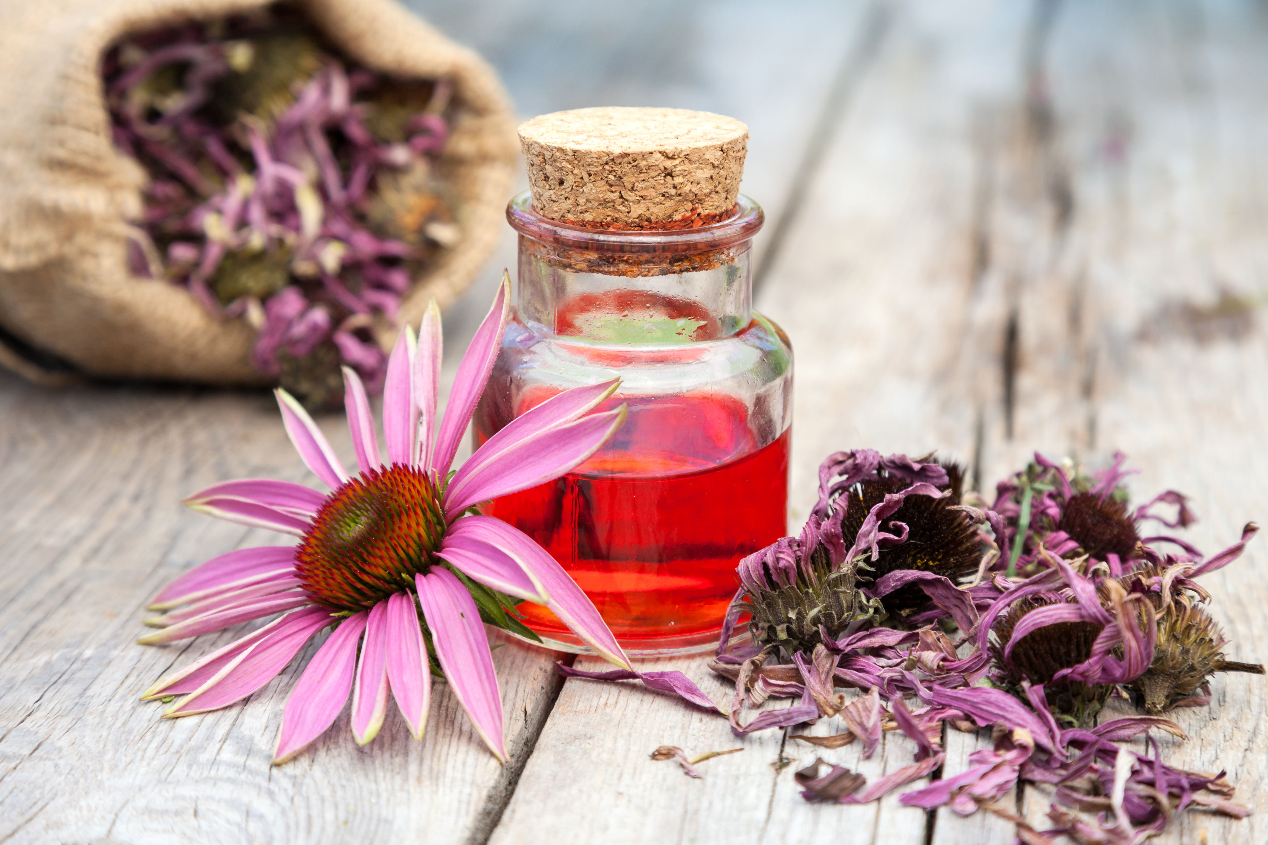 Purple Echinacea