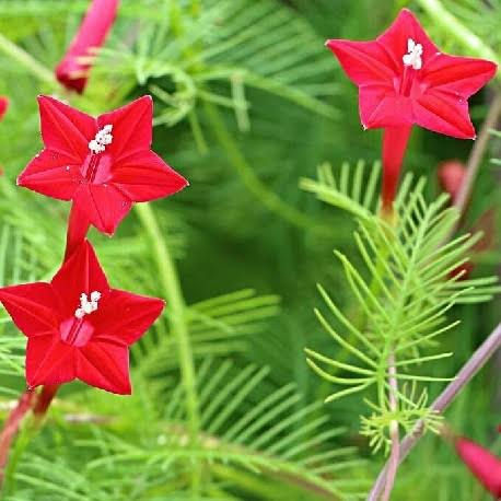 Red cypress vine