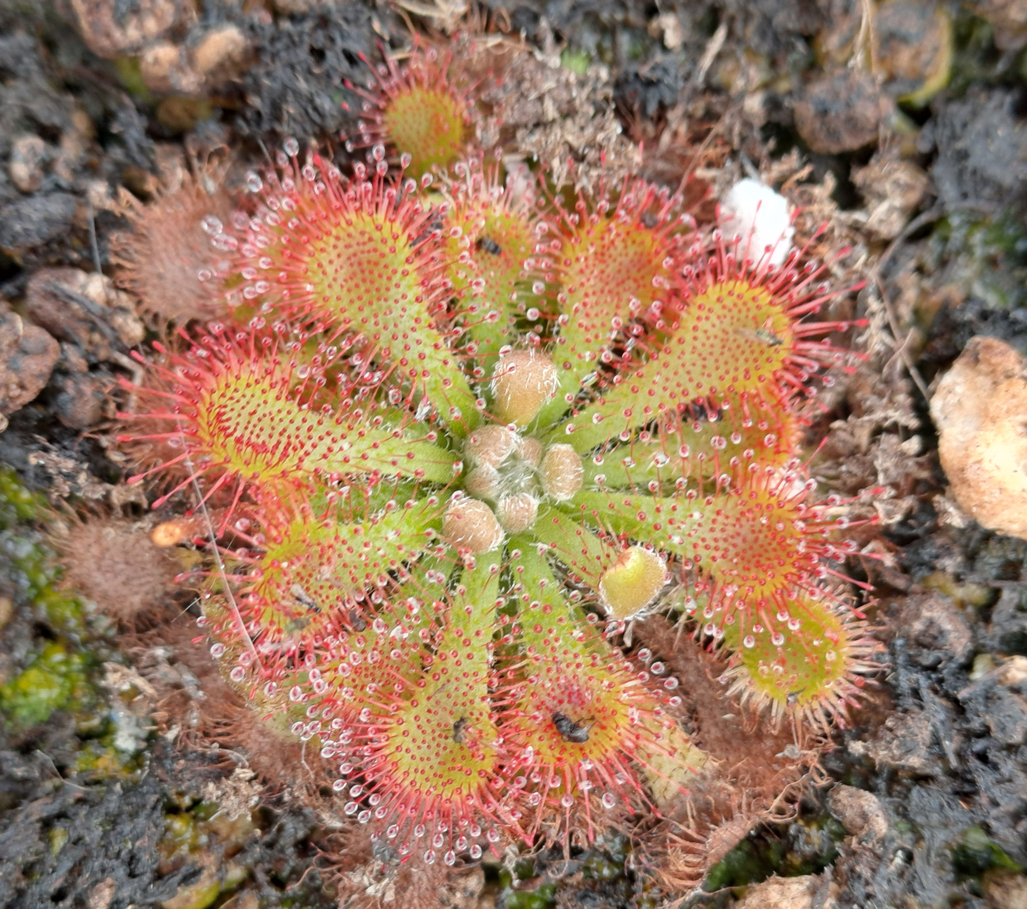 Drosera Spatulata 