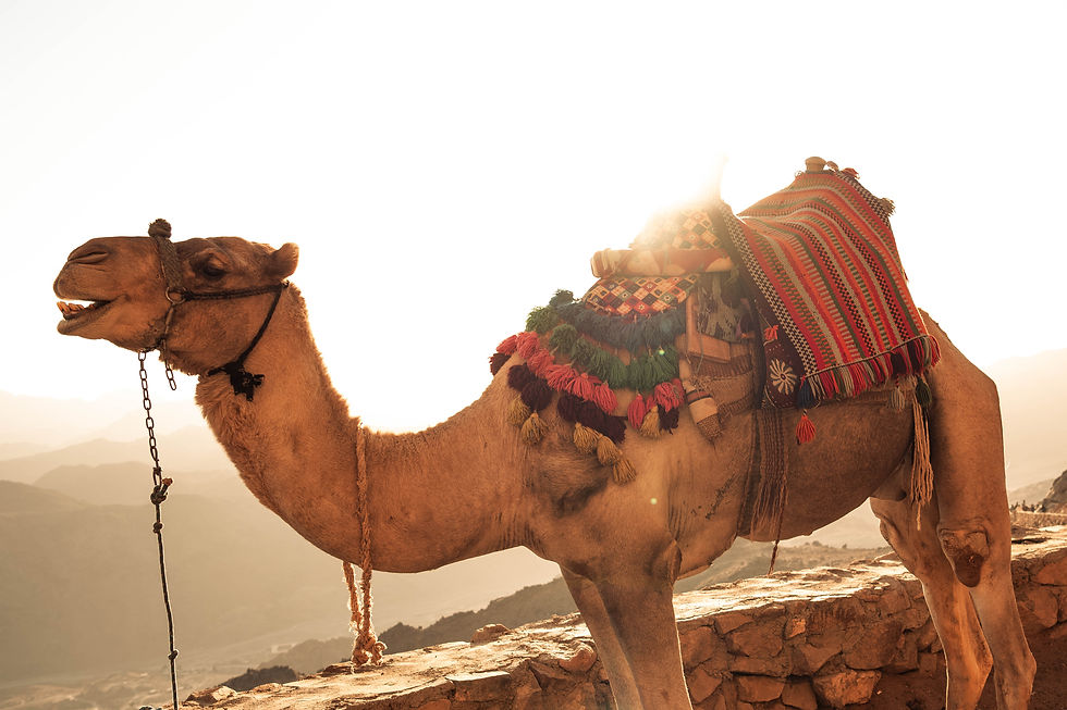 Durch die Nacht zum Sonnenaufgang – Unsere Reise zum Sinai