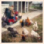 Chickens