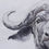 Thumbnail: "Cape Buffalo"