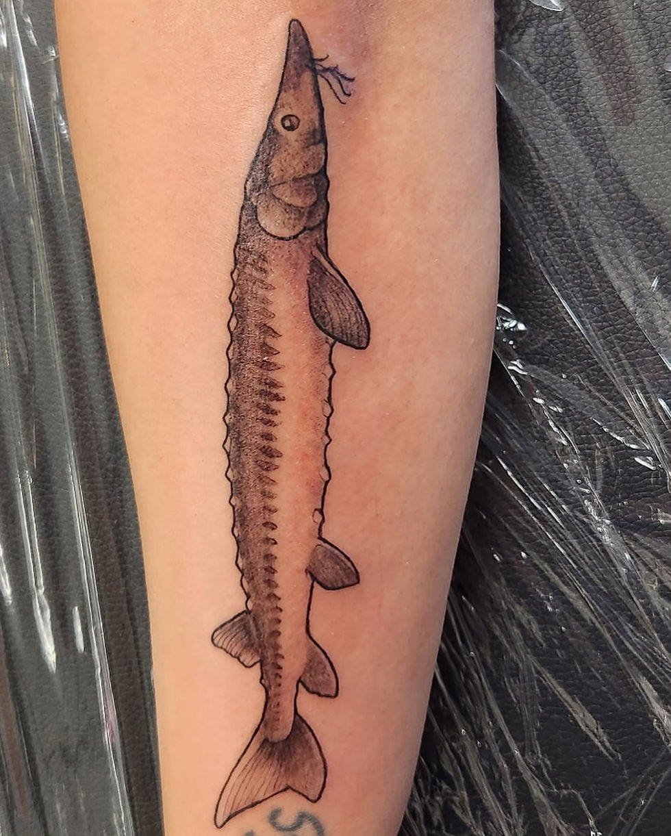 Sturgeon Fish