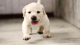 puppy-4347544_1280.jpg