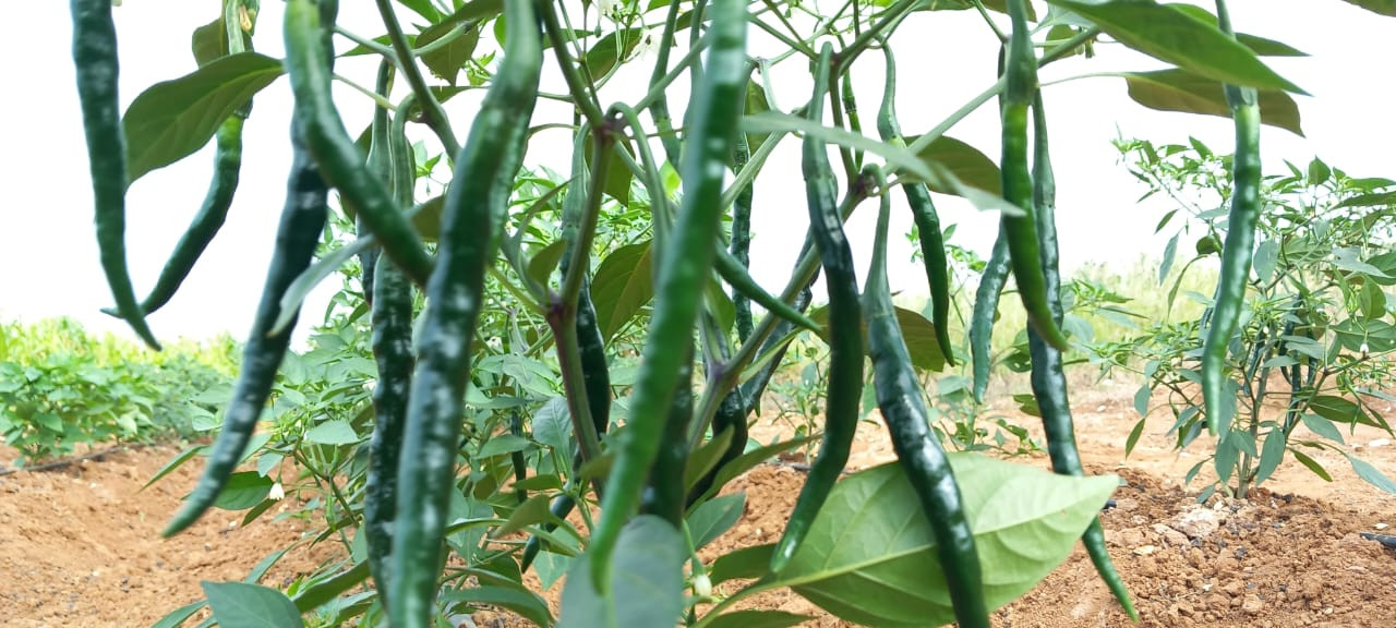 Green Chillies