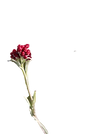 zxcv.png