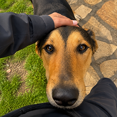 residencia canina akrama cantabria - hotel y guarderia de dia