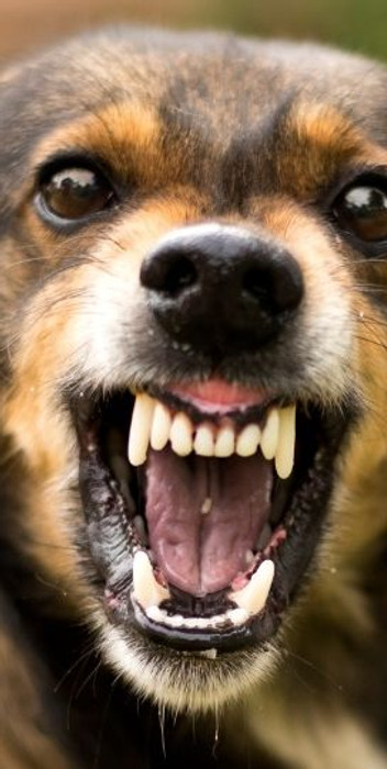problemas de agresividad en perros, centro canino akrama cantabria