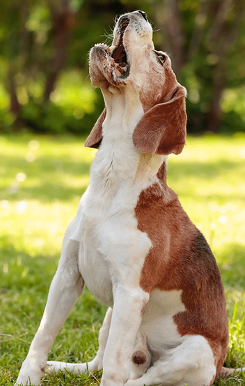 problemas con ladridos incontrolados, centro canino akrama cantabria