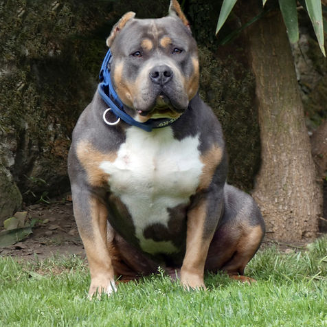 akc azok - macho de akrama cantabria retirado