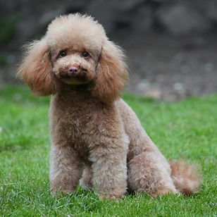 lola, madre de petit chiens nami - caniche poodle toy - akrama cantabria