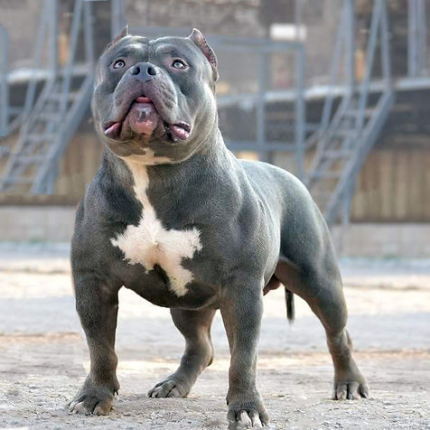 hcbc roke of raw bullies - american bully blue - ancestro de linaje de ch don lee