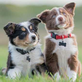 orientacion para cachorros, centro canino akrama cantabria