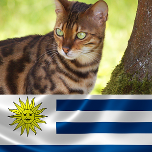 Animal Transport EU – pet transport to Uruguay, stress-free routes for dogs, cats, birds and small animals to Montevideo and Punta del Este with DGSG veterinary support