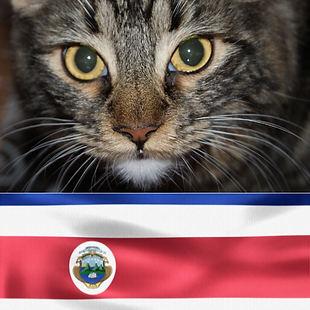 Animal Transport EU – pet transport to Costa Rica, trusted journeys for dogs, cats, birds and small animals to San José and beyond with MAG import authorisations