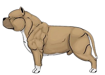 características del cuerpo del American Bully