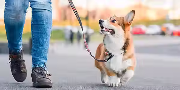 beneficios de la educacion canina - centro canino akrama cantabria