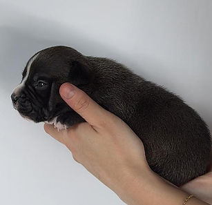 Hermoso cachorro American Bully macho black, con hueso sólido, cabeza amplia y gran presencia dentro de la raza. Procedente de líneas seleccionadas y criado con especial atención a la socialización y bienestar desde sus primeras semanas. – Pocket, Classic, Standard - Akrama Cantabria - España.
