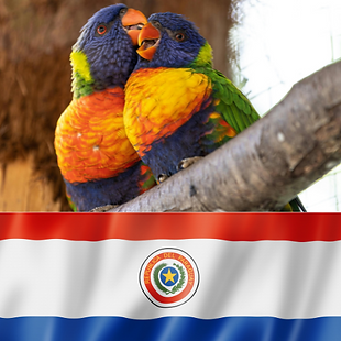 Animal Transport EU – pet transport to Paraguay, secure routes for dogs, cats, birds and small animals to Asunción and Ciudad del Este with SENACSA veterinary compliance