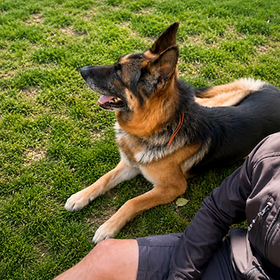 Cuidamos de cada perro como si fuera uno más de nuestra familia, adaptándonos a sus necesidades y rutinas diarias. - Residencia Canina Akrama Cantabria