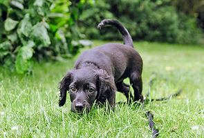 Cachorro participando en taller de olfato con juegos de estimulación mental en Akrama Cantabria