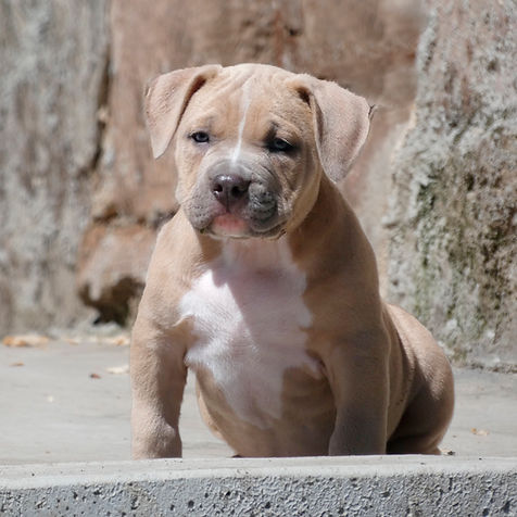 cachorro de american bully classic blue fawn - akrama cantabria