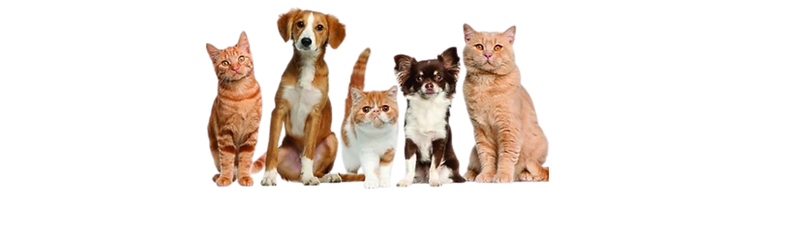 Experience and trust in worldwide pet transport with professional care and licensed services | Animal Transport EU