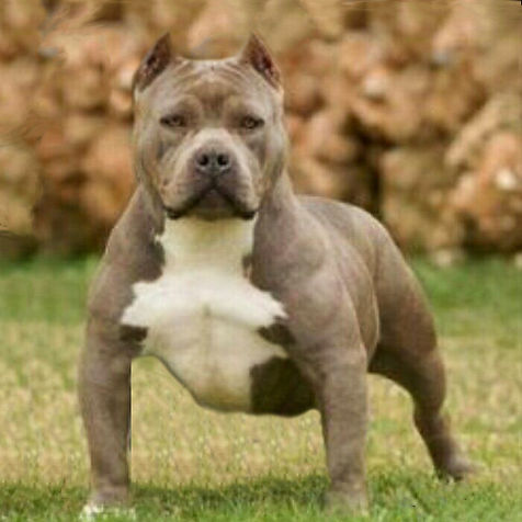 hatybulls ruby - american bully classic blue brindle - ancestro de linaje de bil&bulls roma
