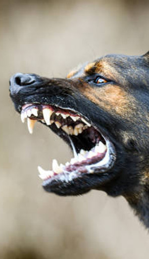 problemas de agresividad en perros, centro canino akrama cantabria