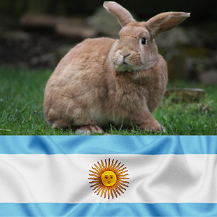 Animal Transport EU – pet transport to Argentina, smooth journeys for dogs, cats, birds and small animals to Buenos Aires, Córdoba and Rosario with SENASA veterinary compliance