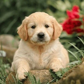 Programa de criances responsables de Can Natura centrat en la salut i el caràcter - Can Natura