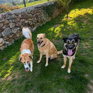 Enriquecimiento ambiental, juego y socialización en un entorno diseñado para el bienestar canino. - Hotel Canino Akrama Cantabria