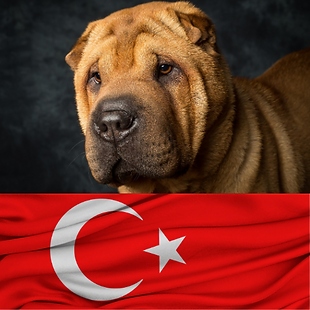Animal Transport EU – pet transport to Turkey, trusted journeys for dogs, cats, birds and exotic pets to Istanbul, Ankara and Izmir with compliance with Ministry of Agriculture and Forestry regulations