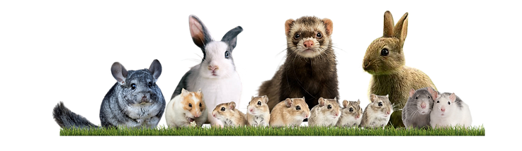 Rules for birds and rodents in international transport, ensuring safe and compliant travel worldwide | Animal Transport EU