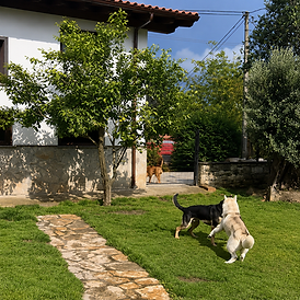 ¿Cuál es la mejor residencia canina de Cantabria? - centro canino akrama cantabria
