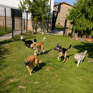 Amplias zonas exteriores de recreo donde los perros pueden correr, jugar y socializar en un entorno seguro y supervisado. - Residencia Canina Akrama Cantabria