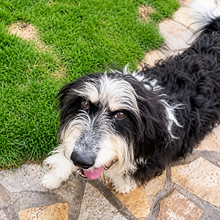 Un entorno seguro, amplios espacios de recreo y atención profesional para que tu perro disfrute de una estancia cómoda, activa y llena de experiencias positivas. - Residencia Canina Akrama Cantabria